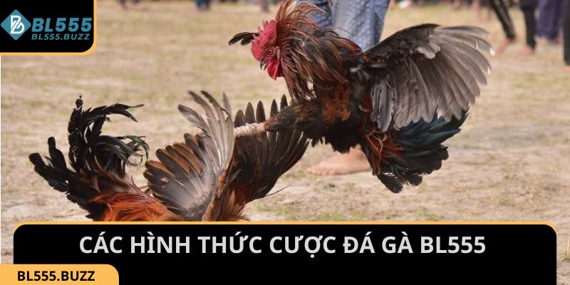 Các hình thức cá cược Đá Gà BL555 cho thành viên lựa chọn
