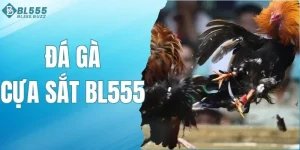 Đá Gà Cựa Sắt BL555 - Tận Hưởng Những Trận Đấu Đầy Kịch Tính