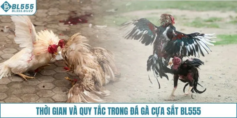 Thời gian và quy tắc trong đá gà cựa sắt BL555