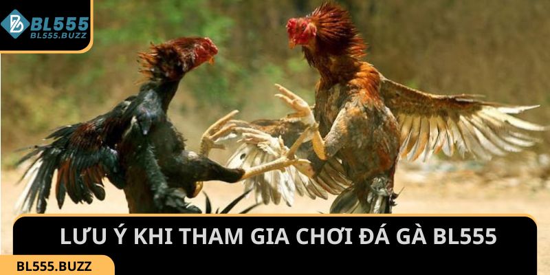 Một số lưu ý khi tham gia chơi Đá Gà tại BL555