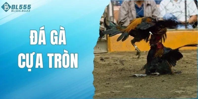 Đá Gà Cựa Tròn - Khám Phá Môn Thể Thao Được Yêu Thích