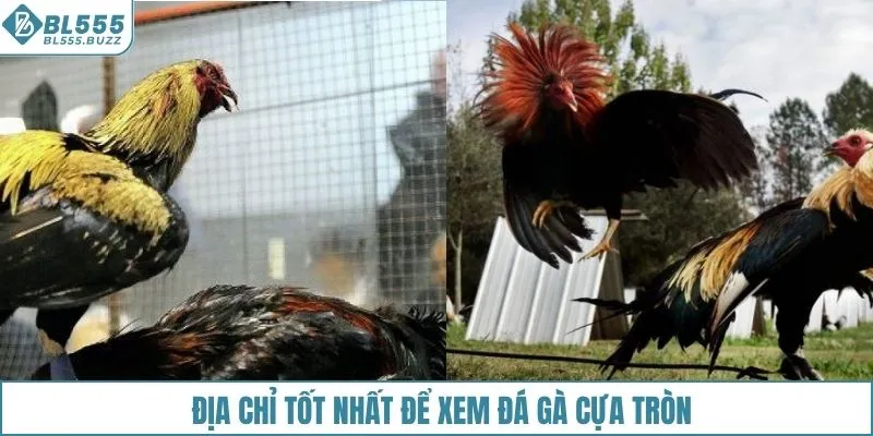 Địa chỉ tốt nhất để xem đá gà cựa tròn