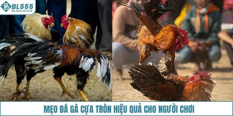 Mẹo đá gà cựa tròn hiệu quả cho người chơi